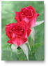Berkeley Beauty ™ rose photo