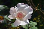 Ellen Willmott rose photo