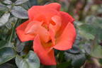 Afrikaans rose photo