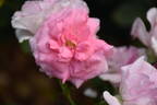In the Pink rose photo