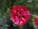Deep Impression rose photo