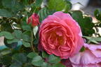 Lilian Austin rose photo