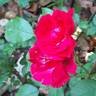 Rigo Rotilia rose photo