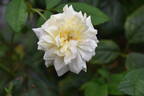 White Cécile Brunner rose photo