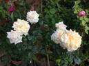 Diamond Wedding rose photo