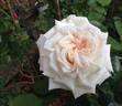 Diamond Wedding rose photo