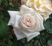 Diamond Wedding rose photo