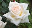Diamond Wedding rose photo
