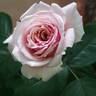 William Christie ® rose photo
