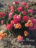 Eyeconic rose photo
