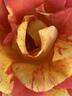 Pandemonium rose photo