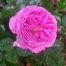 Madame de Sévigné rose photo