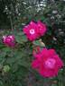 Noella Nabonnand rose photo
