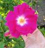 Noella Nabonnand rose photo