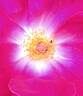 Noella Nabonnand rose photo