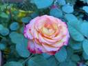 Dream Come True ™ rose photo