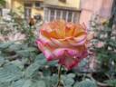 Dream Come True ™ rose photo