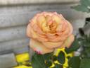 Dream Come True ™ rose photo