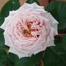 William Christie ® rose photo