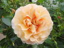 Calapuno rose photo