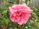 Lawinia rose photo