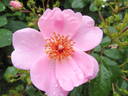 Sweet Haze rose photo