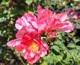 Festival Fanfare ® rose photo