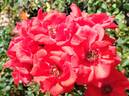 Brilliant Corsair rose photo