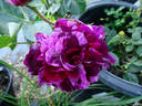 Burlesque rose photo