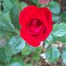 Schloss Trauttmansdorff rose photo