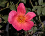 Colette Clémente rose photo