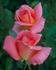 Puerto Rico rose photo
