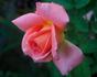 Puerto Rico rose photo