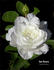Two Sisters rose photo