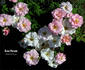 Rose Parade rose photo