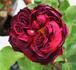 Black Garnet rose photo