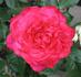 Candy Apple rose photo