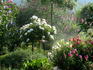 Snow Hit ® rose photo