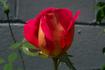 Demain rose photo