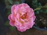 Almondeen rose photo