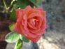 Imagination rose photo