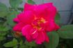 Demain rose photo