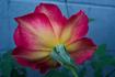 Demain rose photo
