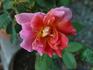 Demain rose photo
