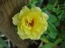 Yellow Blaze rose photo