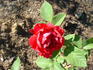Oskar Cordel rose photo