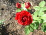 Oskar Cordel rose photo