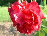 Oskar Kordel rose photo