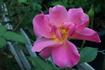 Diana Cant rose photo