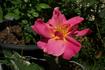Diana Cant rose photo
